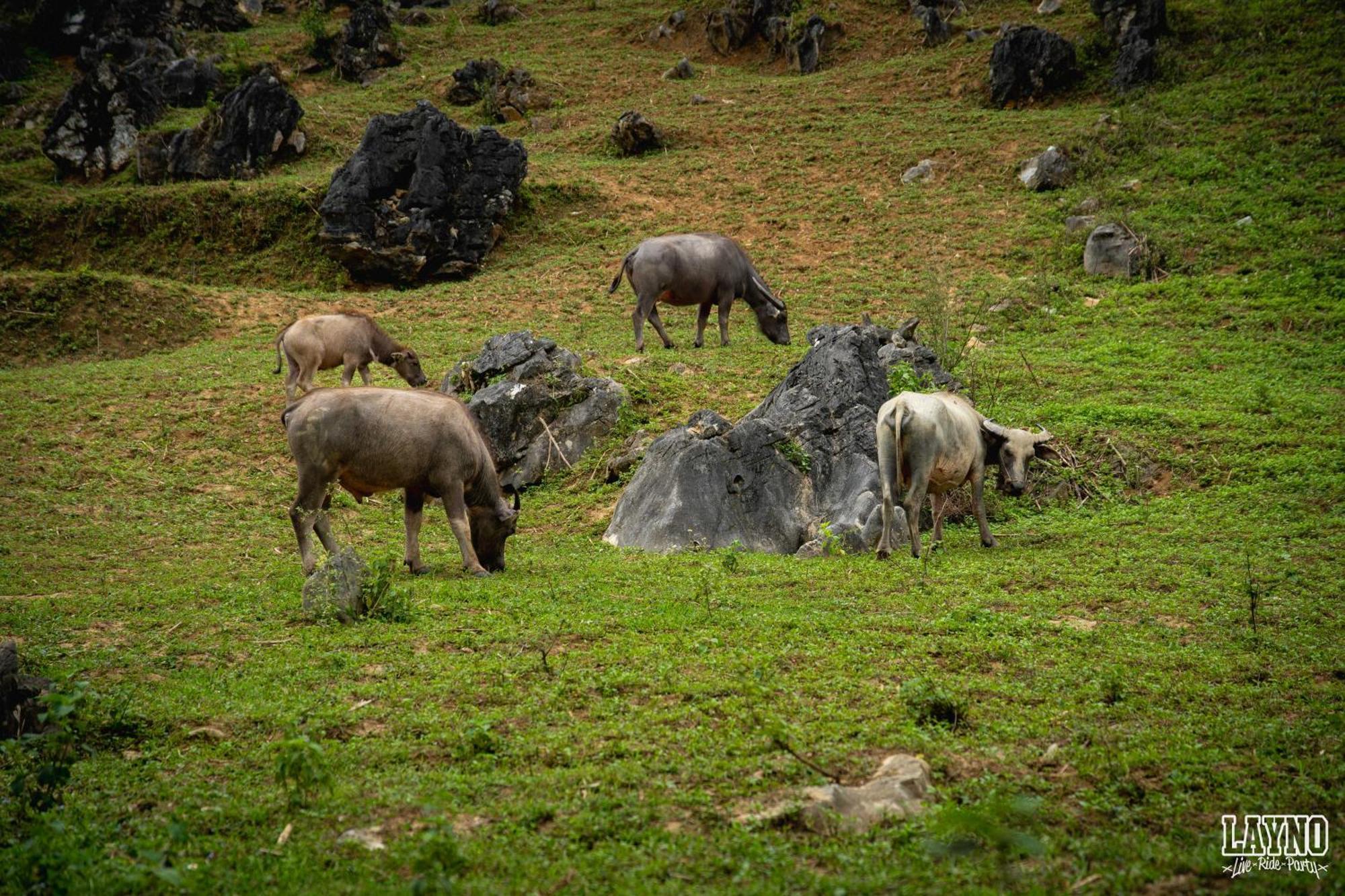 Quiri Hostel Ha Giang Lang Lap Eksteriør bilde